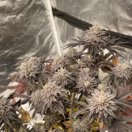 Mambow Juice (Mambaz x Rainbow Zangria)