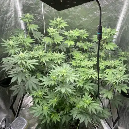 German Cookie Casket/Cherry Poppers grow