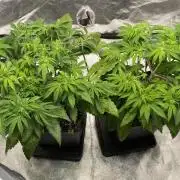 Tunaverse / Mambow Juice - regular seeds