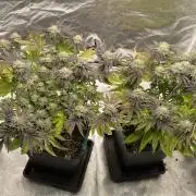 Mambow Juice (Mambaz x Rainbow Zangria)