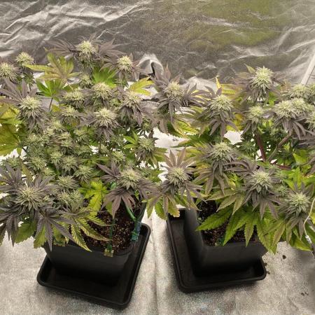 Mambow Juice (Mambaz x Rainbow Zangria)