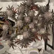 Mambow Juice (Mambaz x Rainbow Zangria)