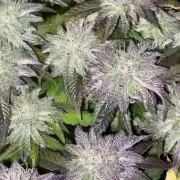 Mambow Juice (Mambaz x Rainbow Zangria)