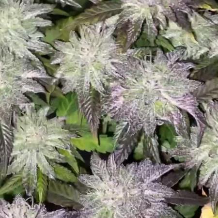 Mambow Juice (Mambaz x Rainbow Zangria)