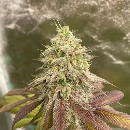 German Cookie Casket/Cherry Poppers grow