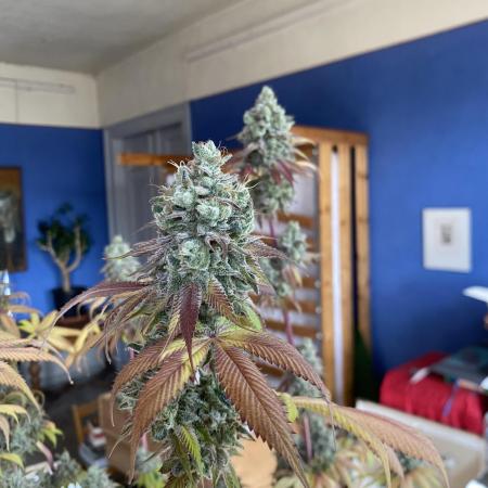 German Cookie Casket/Cherry Poppers grow