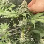 German Cookie Casket/Cherry Poppers grow