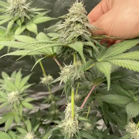 German Cookie Casket/Cherry Poppers grow