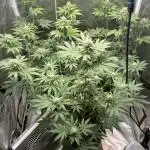 German Cookie Casket/Cherry Poppers grow