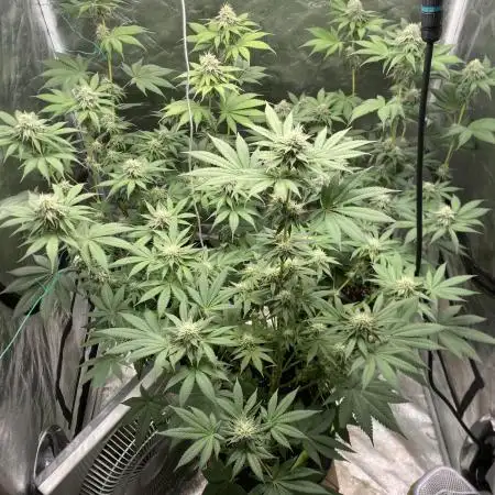 German Cookie Casket/Cherry Poppers grow