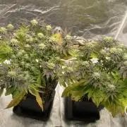 Mambow Juice (Mambaz x Rainbow Zangria)