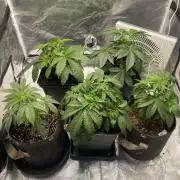 Tunaverse / Mambow Juice - regular seeds