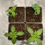 Tunaverse / Mambow Juice - regular seeds