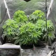 Tunaverse / Mambow Juice - regular seeds