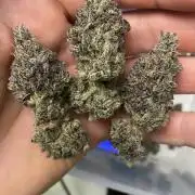 Mambow Juice (Mambaz x Rainbow Zangria)