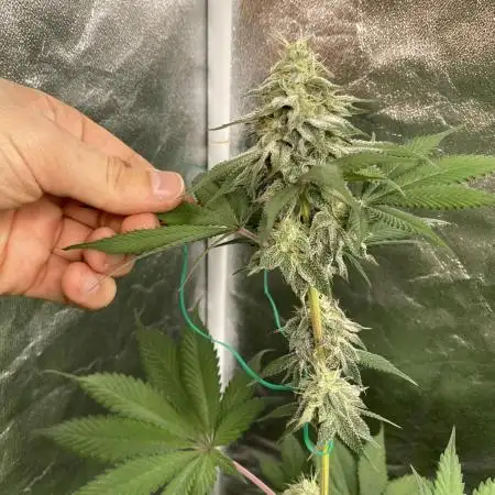 German Cookie Casket/Cherry Poppers grow