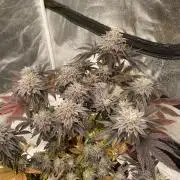 Mambow Juice (Mambaz x Rainbow Zangria)