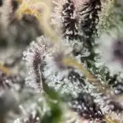 Mambow Juice (Mambaz x Rainbow Zangria)