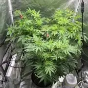 Gassy Bastard / Mambow Juice