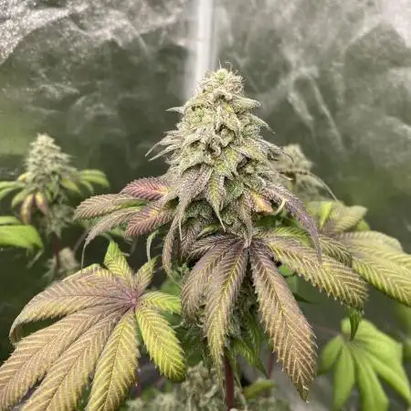 German Cookie Casket/Cherry Poppers grow