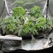 Tunaverse / Mambow Juice - regular seeds