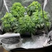 Tunaverse / Mambow Juice - regular seeds