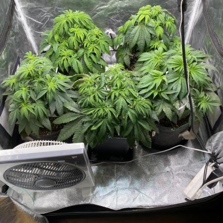 Tunaverse / Mambow Juice - regular seeds