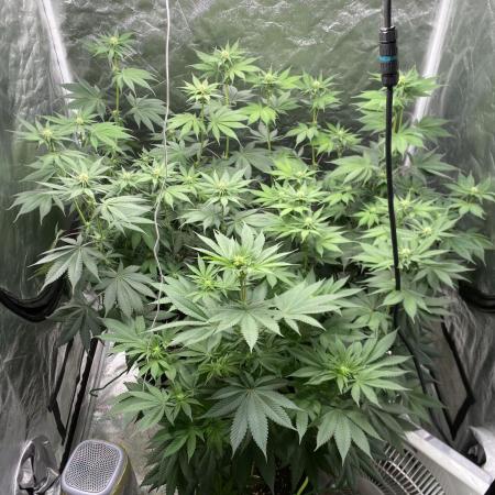 German Cookie Casket/Cherry Poppers grow