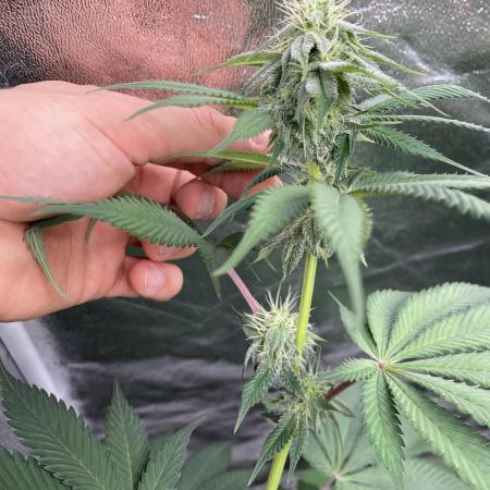 German Cookie Casket/Cherry Poppers grow