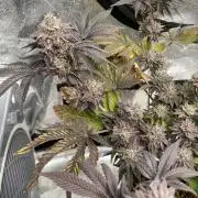 Mambow Juice (Mambaz x Rainbow Zangria)