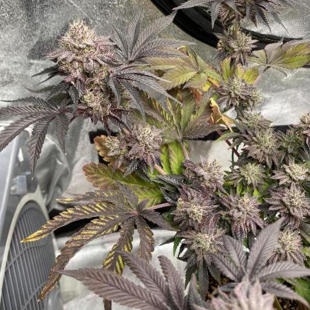 Mambow Juice (Mambaz x Rainbow Zangria)