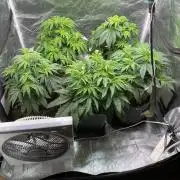 Tunaverse / Mambow Juice - regular seeds