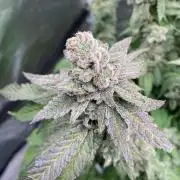 Gassy Bastard / Mambow Juice