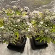 Mambow Juice (Mambaz x Rainbow Zangria)