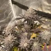 Mambow Juice (Mambaz x Rainbow Zangria)