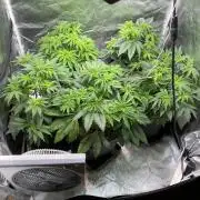 Tunaverse / Mambow Juice - regular seeds