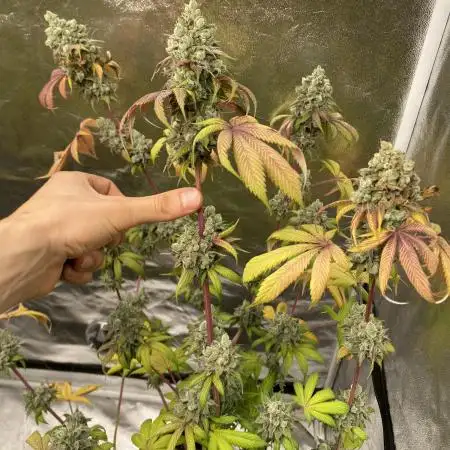 German Cookie Casket/Cherry Poppers grow