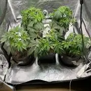 Tunaverse / Mambow Juice - regular seeds