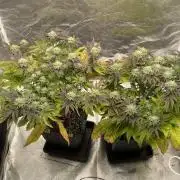 Mambow Juice (Mambaz x Rainbow Zangria)