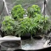 Tunaverse / Mambow Juice - regular seeds