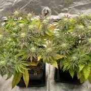 Tunaverse / Mambow Juice - regular seeds