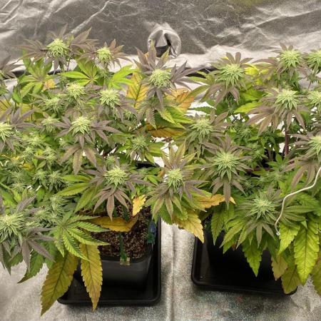 Tunaverse / Mambow Juice - regular seeds