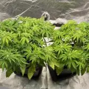 Tunaverse / Mambow Juice - regular seeds