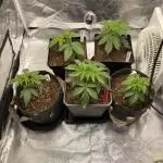 Tunaverse / Mambow Juice - regular seeds