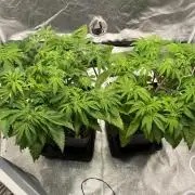 Tunaverse / Mambow Juice - regular seeds