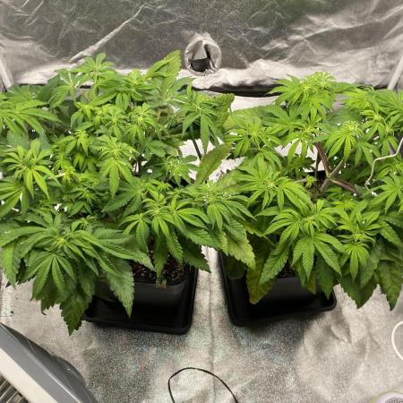 Tunaverse / Mambow Juice - regular seeds