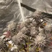 Mambow Juice (Mambaz x Rainbow Zangria)