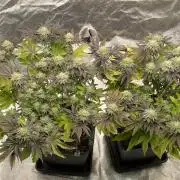 Mambow Juice (Mambaz x Rainbow Zangria)