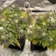 Mambow Juice (Mambaz x Rainbow Zangria)