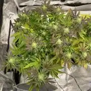 Tunaverse / Mambow Juice - regular seeds